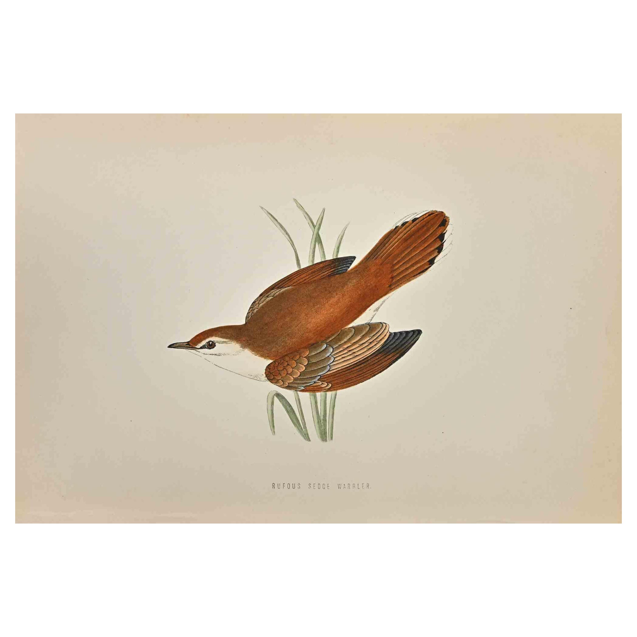Rufous Sedge Warbler  is a modern artwork realized in 1870 by the British artist Alexander Francis Lydon (1836-1917) . 

Woodcut print, hand colored, published by London, Bell & Sons, 1870.  Name of the bird printed in plate. This work is part of a