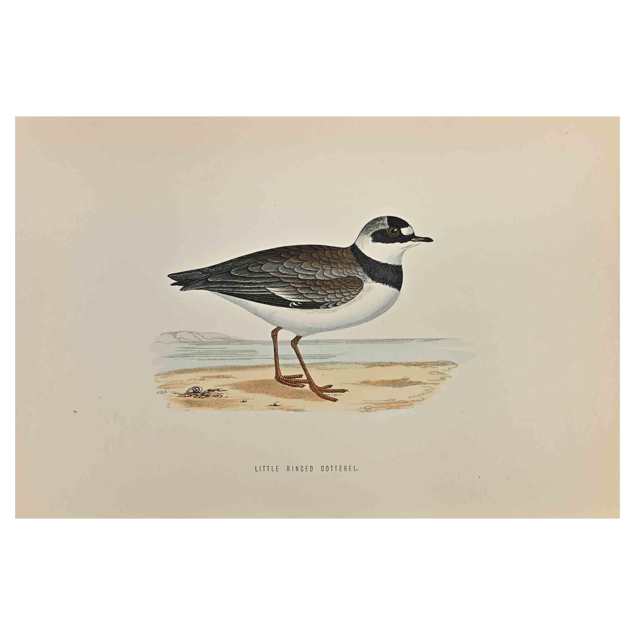 Little Ringed Dotterel  is a modern artwork realized in 1870 by the British artist Alexander Francis Lydon (1836-1917) . 

Woodcut print, hand colored, published by London, Bell & Sons, 1870.  Name of the bird printed in plate. This work is part of