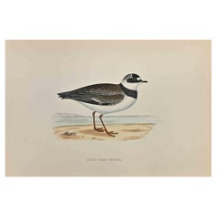 Little Ringed Dotterel - Woodcut Print by Alexander Francis Lydon  - 1870