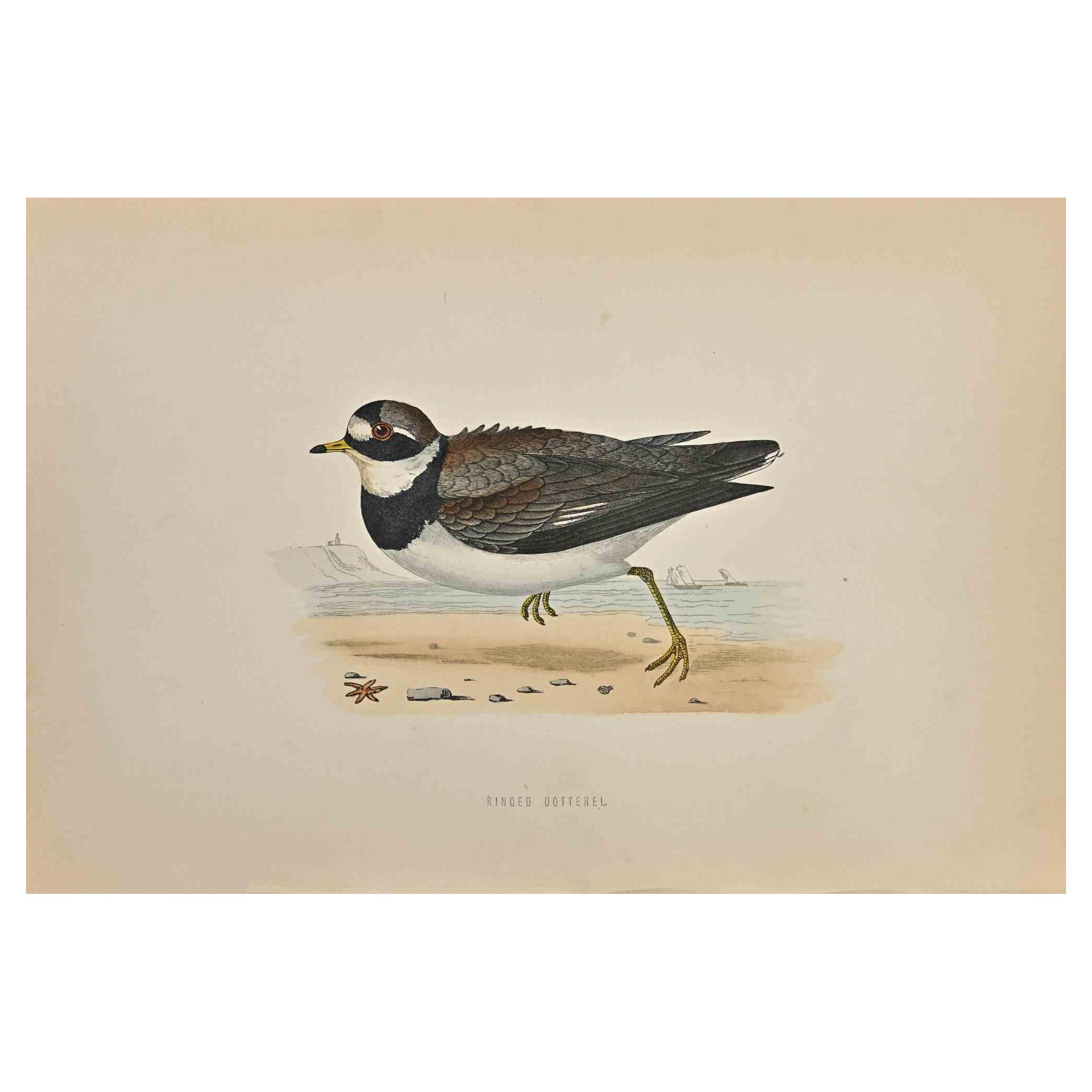 Ringed Dotterel  is a modern artwork realized in 1870 by the British artist Alexander Francis Lydon (1836-1917) . 

Woodcut print, hand colored, published by London, Bell & Sons, 1870.  Name of the bird printed in plate. This work is part of a print
