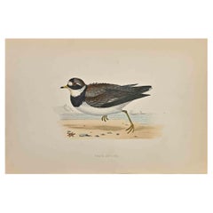 Antique Ringed Dotterel - Woodcut Print by Alexander Francis Lydon  - 1870