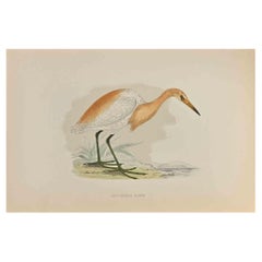 Heron à dos bénitier - Impression sur bois d'Alexander Francis Lydon  - 1870