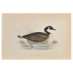 Antique Canada Goose - Woodcut Print by Alexander Francis Lydon  - 1870