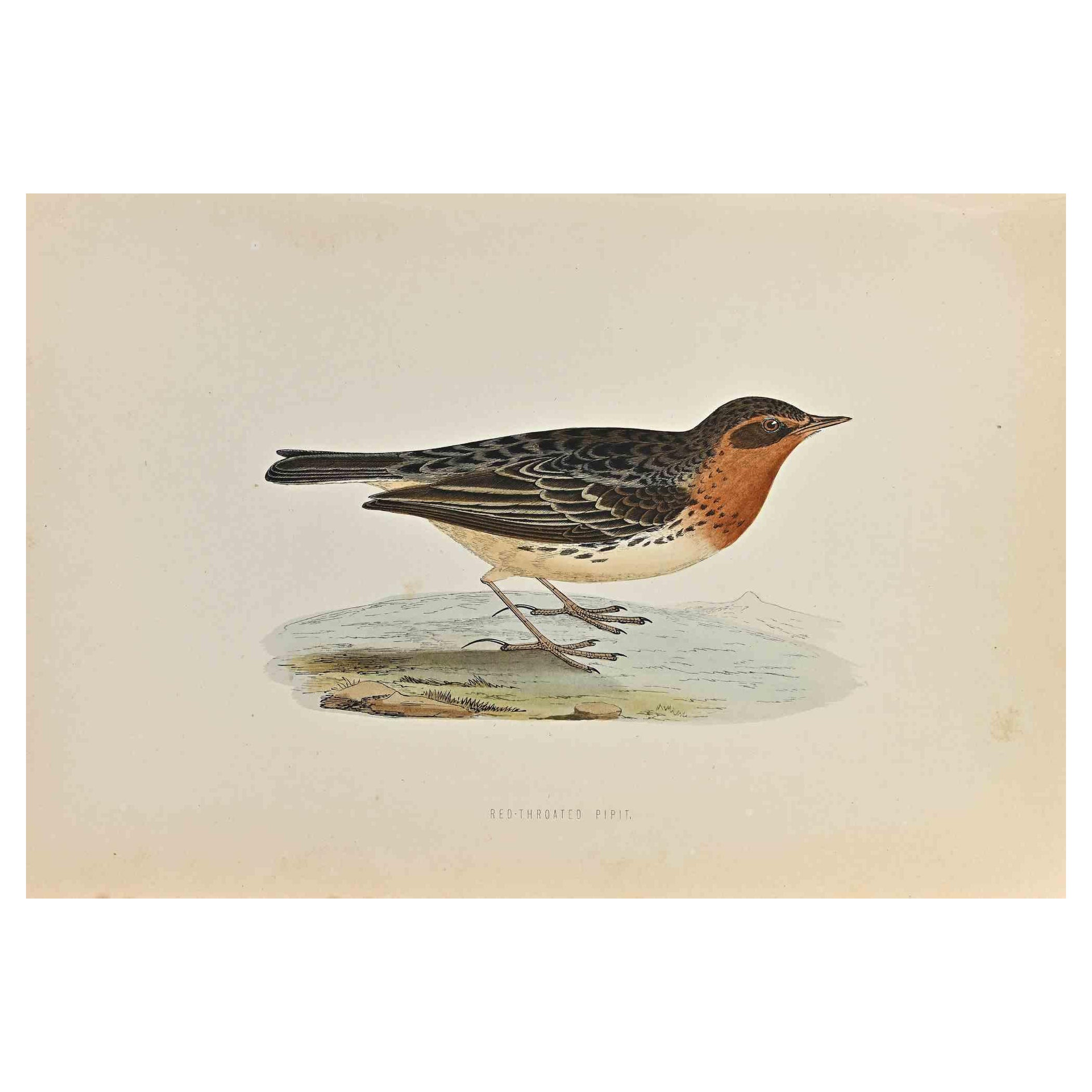 Red-Throated Pipit is a modern artwork realized in 1870 by the British artist Alexander Francis Lydon (1836-1917) . 

Woodcut print, hand colored, published by London, Bell & Sons, 1870.  Name of the bird printed in plate. This work is part of a
