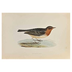 Red-Throated Pipit - Woodcut Print by Alexander Francis Lydon  - 1870