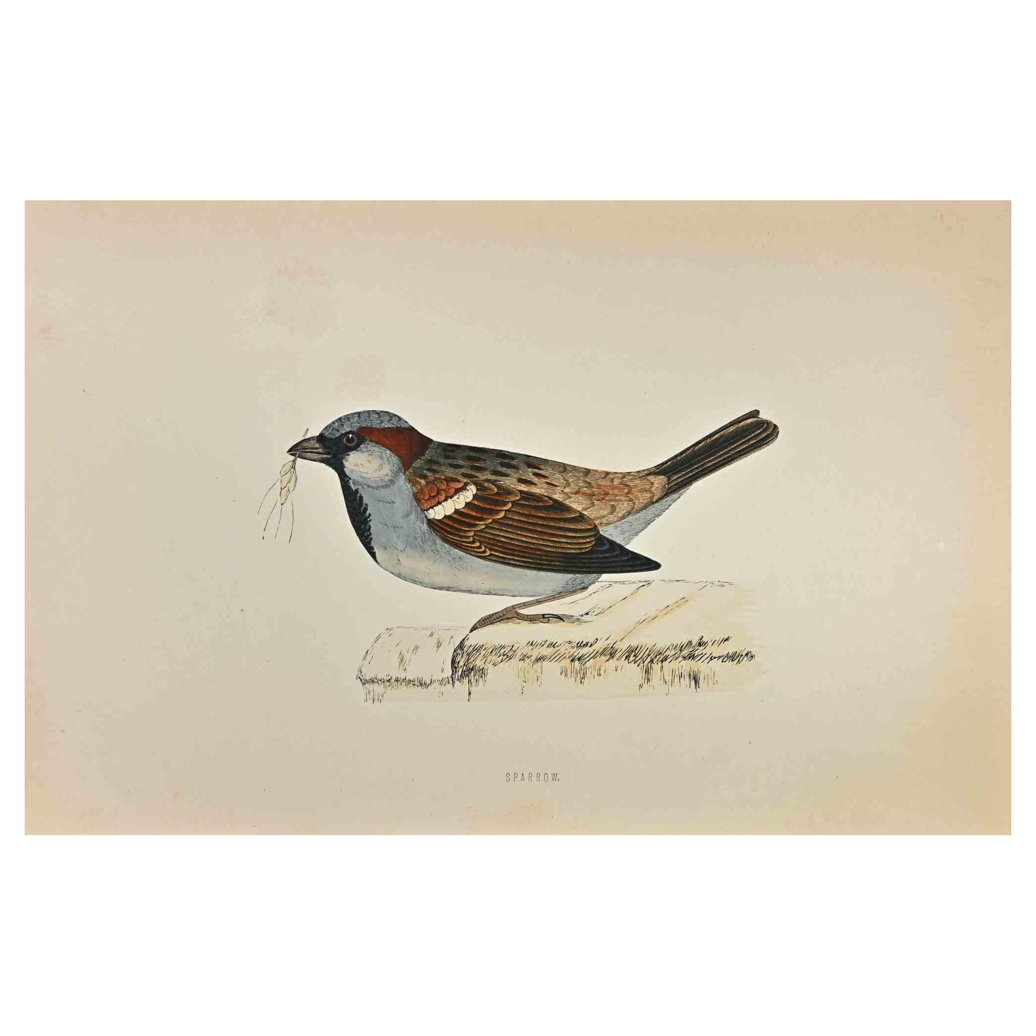 Sparrow is a modern artwork realized in 1870 by the British artist Alexander Francis Lydon (1836-1917) . 

Woodcut print, hand colored, published by London, Bell & Sons, 1870.  Name of the bird printed in plate. This work is part of a print suite