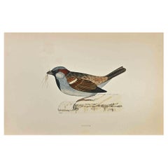 Sparrow - Woodcut Print by Alexander Francis Lydon  - 1870