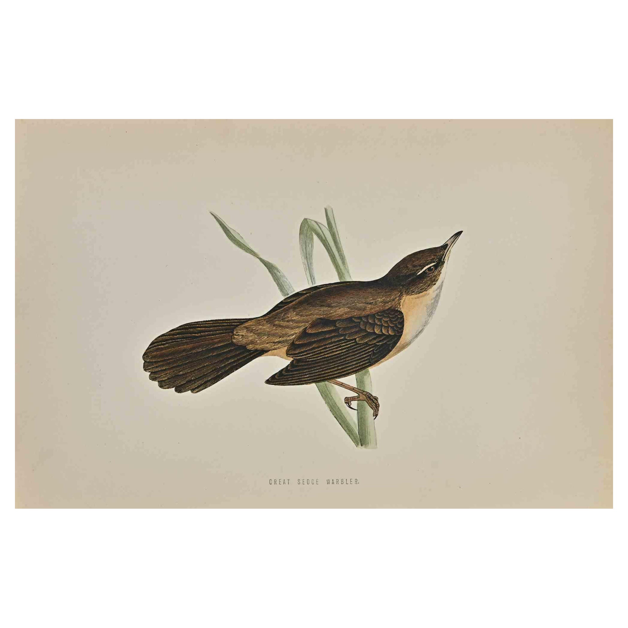 Great Sedge Warbler is a modern artwork realized in 1870 by the British artist Alexander Francis Lydon (1836-1917) . 

Woodcut print, hand colored, published by London, Bell & Sons, 1870.  Name of the bird printed in plate. This work is part of a