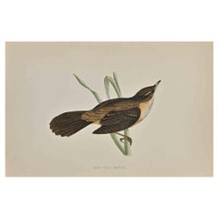 Great Sedge Warbler - Woodcut Print by Alexander Francis Lydon  - 1870