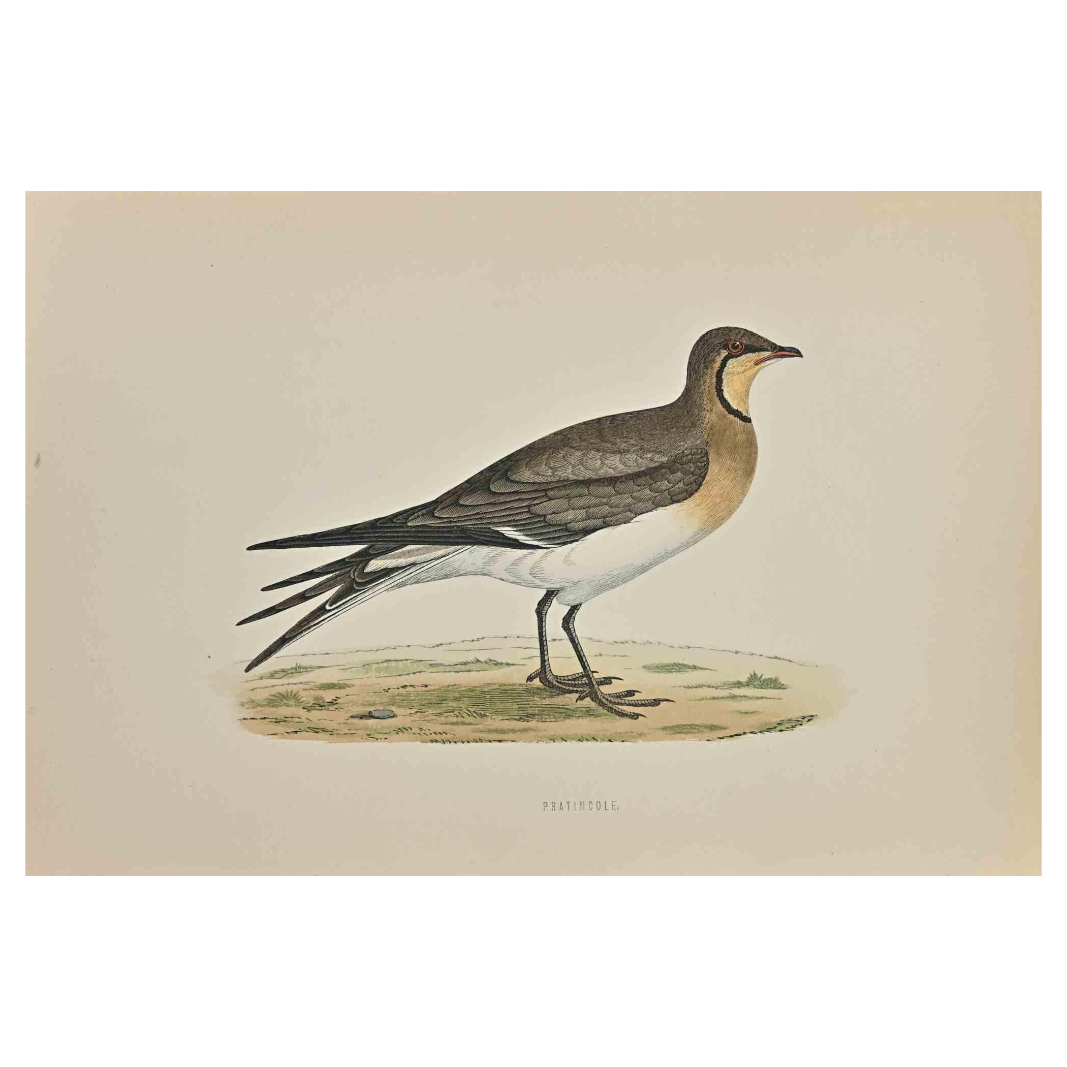 Pratincole is a modern artwork realized in 1870 by the British artist Alexander Francis Lydon (1836-1917) . 

Woodcut print, hand colored, published by London, Bell & Sons, 1870.  Name of the bird printed in plate. This work is part of a print suite
