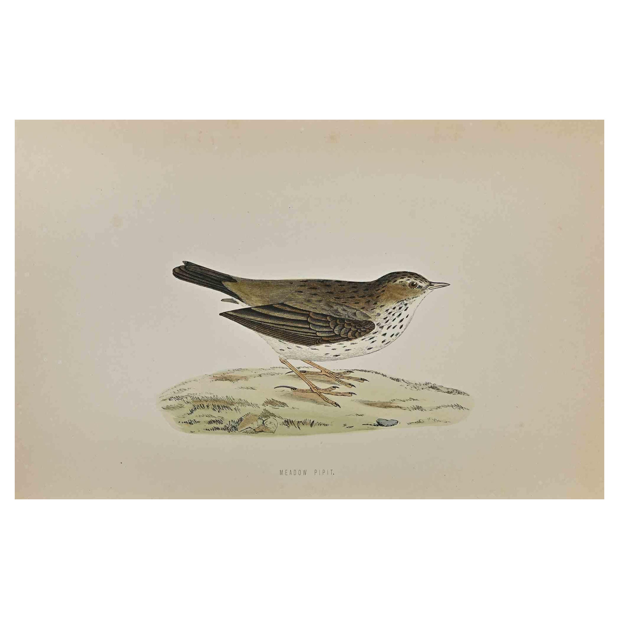 Meadow Pipit is a modern artwork realized in 1870 by the British artist Alexander Francis Lydon (1836-1917) . 

Woodcut print, hand colored, published by London, Bell & Sons, 1870.  Name of the bird printed in plate. This work is part of a print