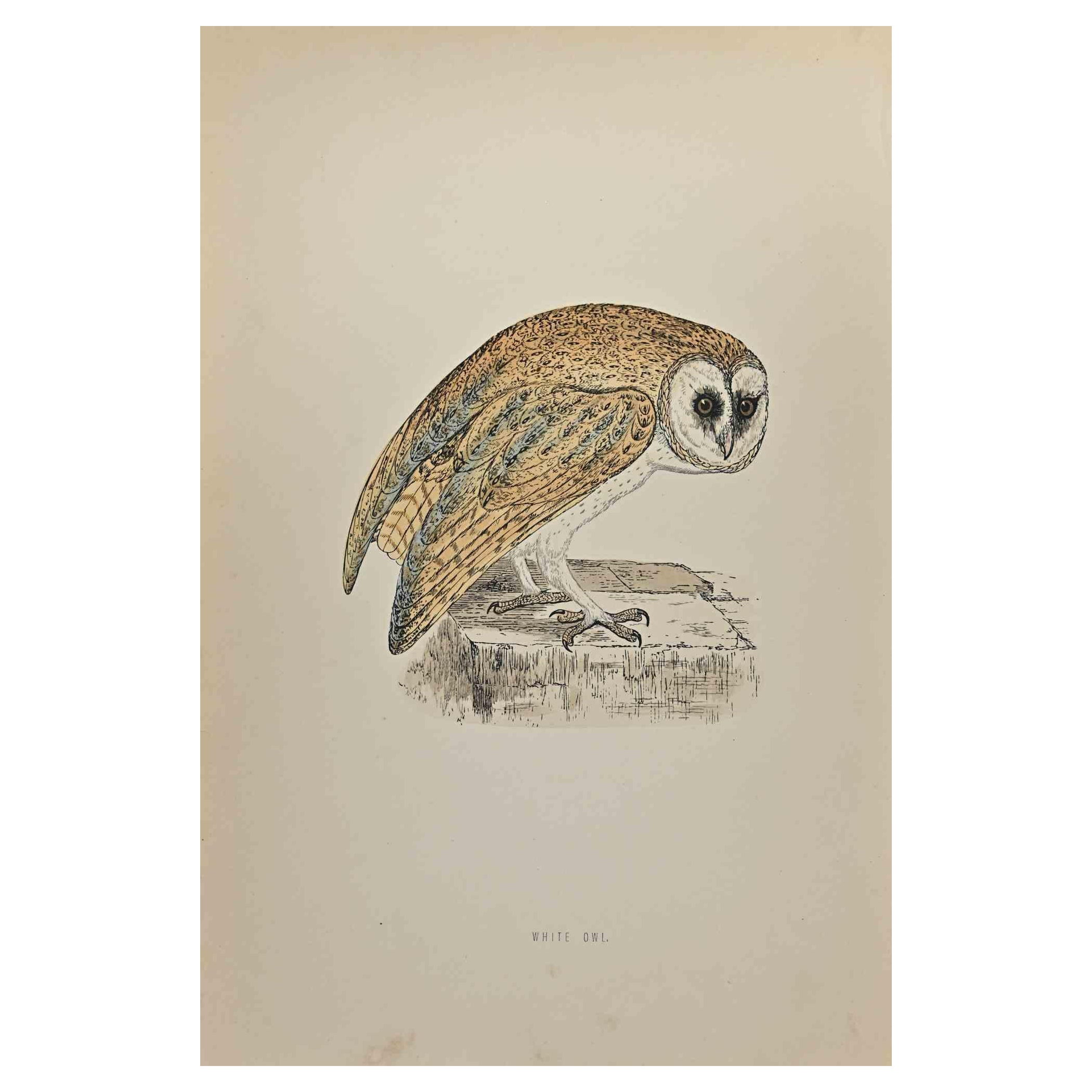 White Owl - Woodcut Print by Alexander Francis Lydon  - 1870