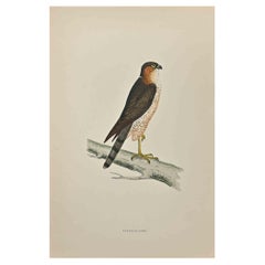 Sparrow-Hawk - Woodcut Print by Alexander Francis Lydon  - 1870