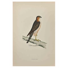 Sparrow-Hawk - Woodcut Print by Alexander Francis Lydon - 1870