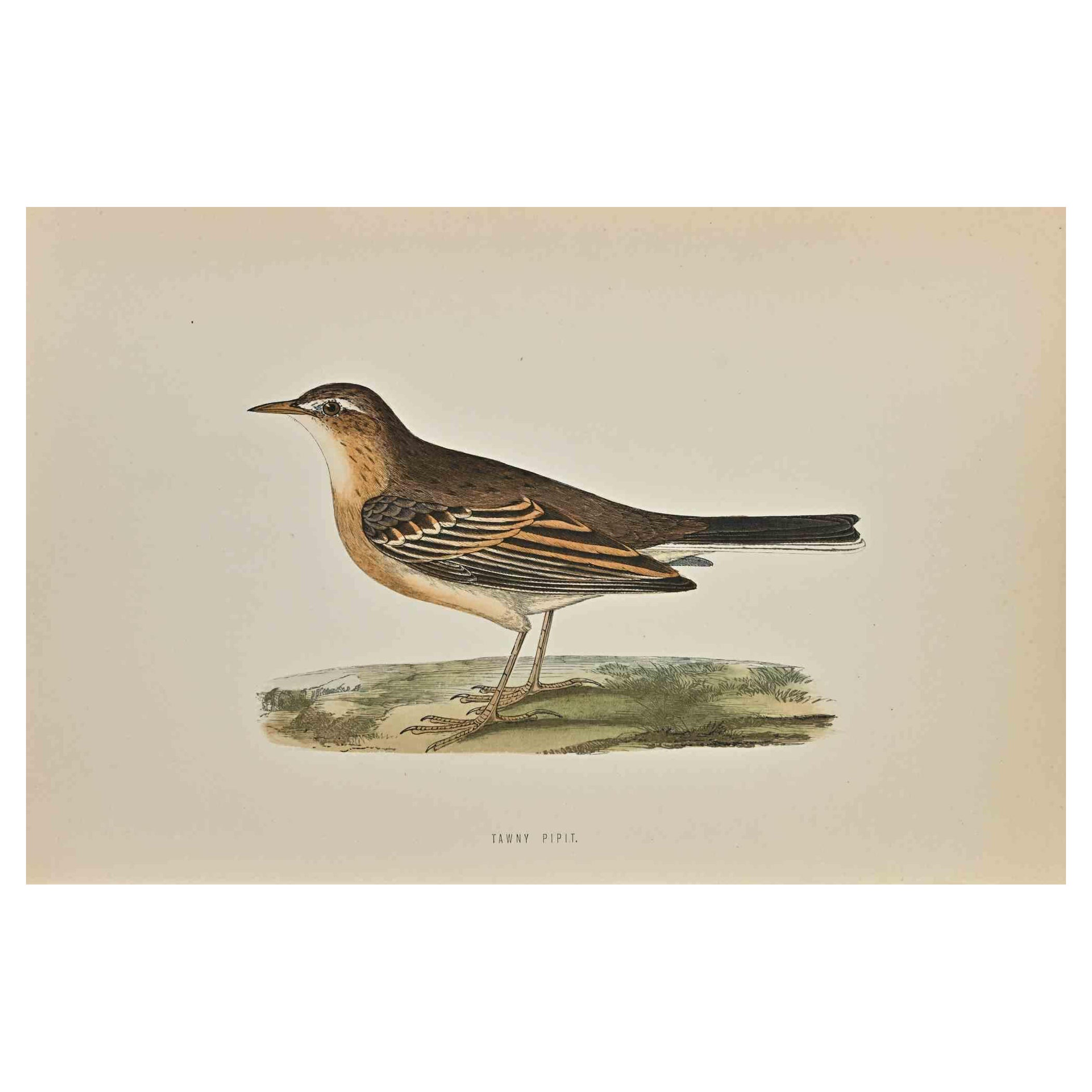 Tawny Pipit  is a modern artwork realized in 1870 by the British artist Alexander Francis Lydon (1836-1917) . 

Woodcut print, hand colored, published by London, Bell & Sons, 1870.  Name of the bird printed in plate. This work is part of a print