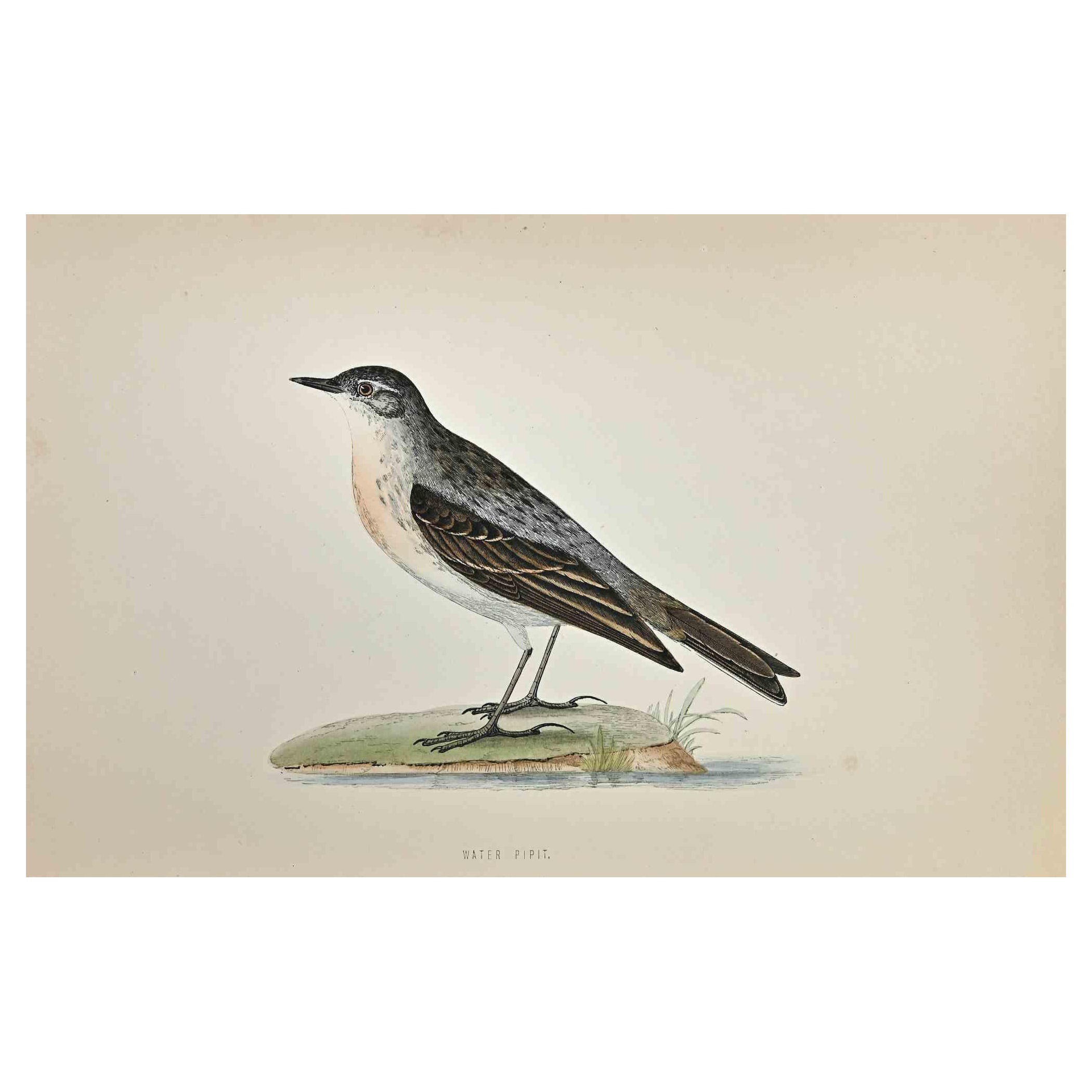 Water Pipit is a modern artwork realized in 1870 by the British artist Alexander Francis Lydon (1836-1917) . 

Woodcut print, hand colored, published by London, Bell & Sons, 1870.  Name of the bird printed in plate. This work is part of a print