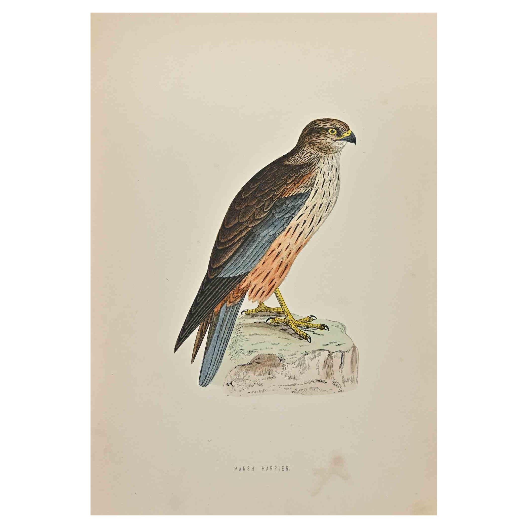 Marsh Harrier - Woodcut Print by Alexander Francis Lydon  - 1870