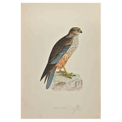 Marsh Harrier - Woodcut Print by Alexander Francis Lydon  - 1870