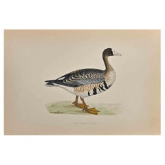 Antique White-Fronted Goose - Woodcut Print by Alexander Francis Lydon  - 1870