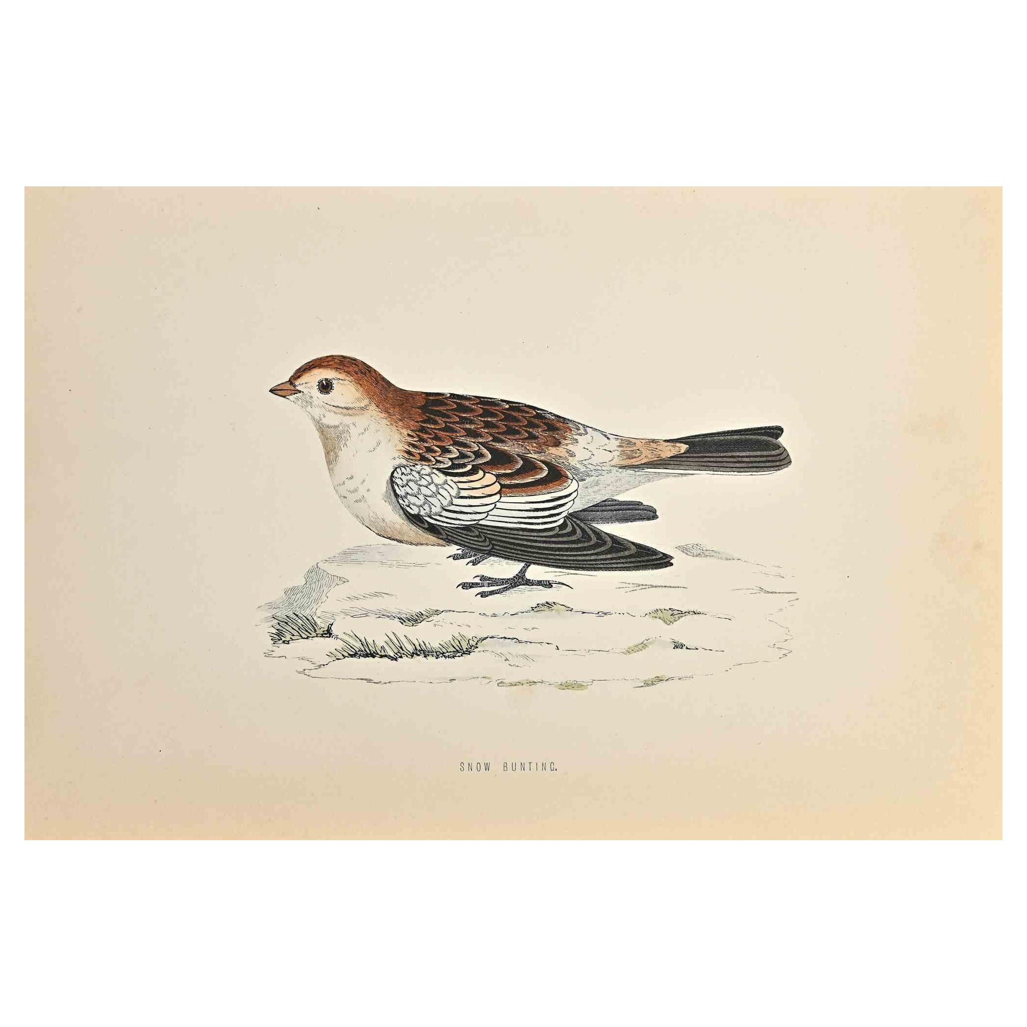 Snow Bunting is a modern artwork realized in 1870 by the British artist Alexander Francis Lydon (1836-1917) . 

Woodcut print, hand colored, published by London, Bell & Sons, 1870.  Name of the bird printed in plate. This work is part of a print