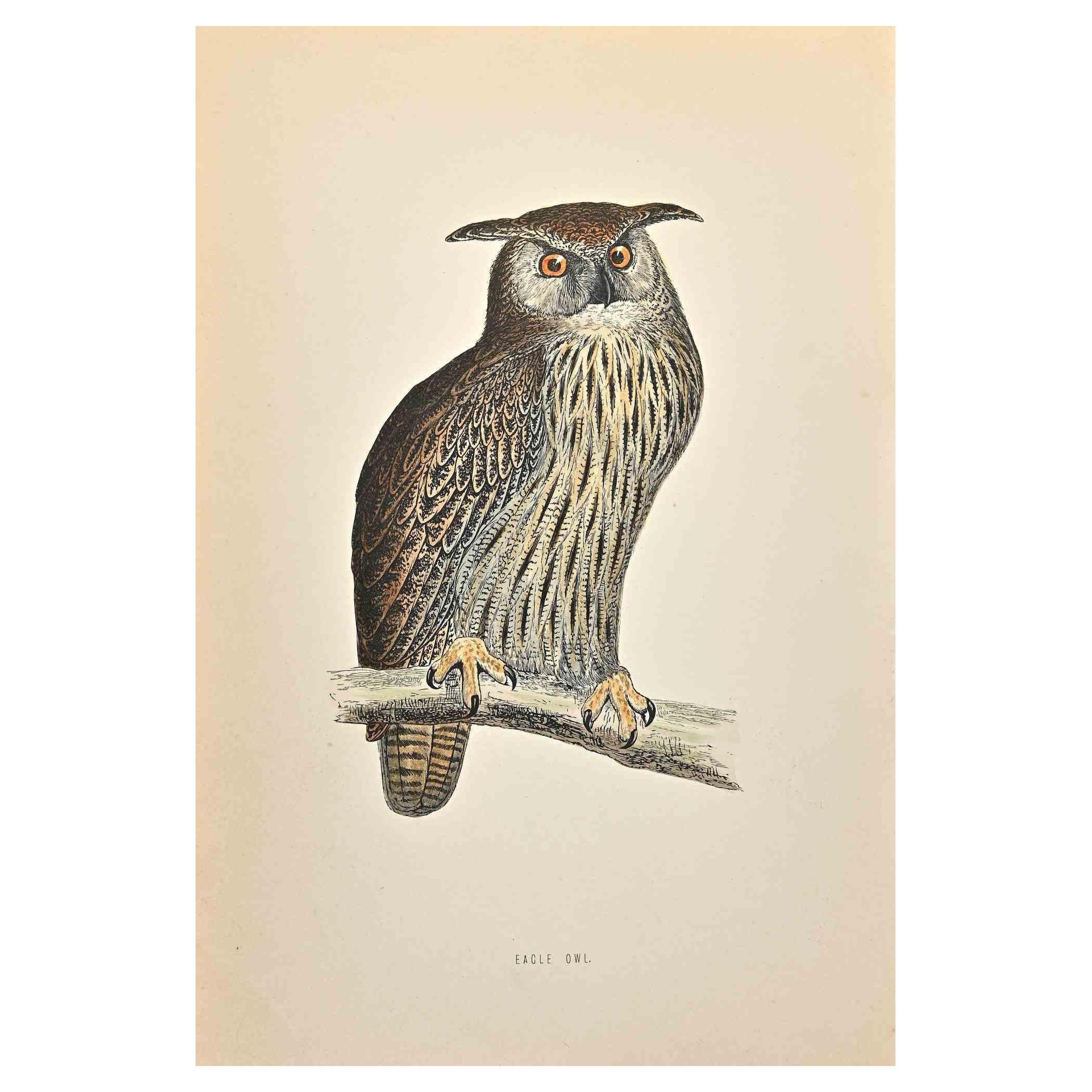 Eagle Owl is a modern artwork realized in 1870 by the British artist Alexander Francis Lydon (1836-1917) . 

Woodcut print, hand colored, published by London, Bell & Sons, 1870.  Name of the bird printed in plate. This work is part of a print suite