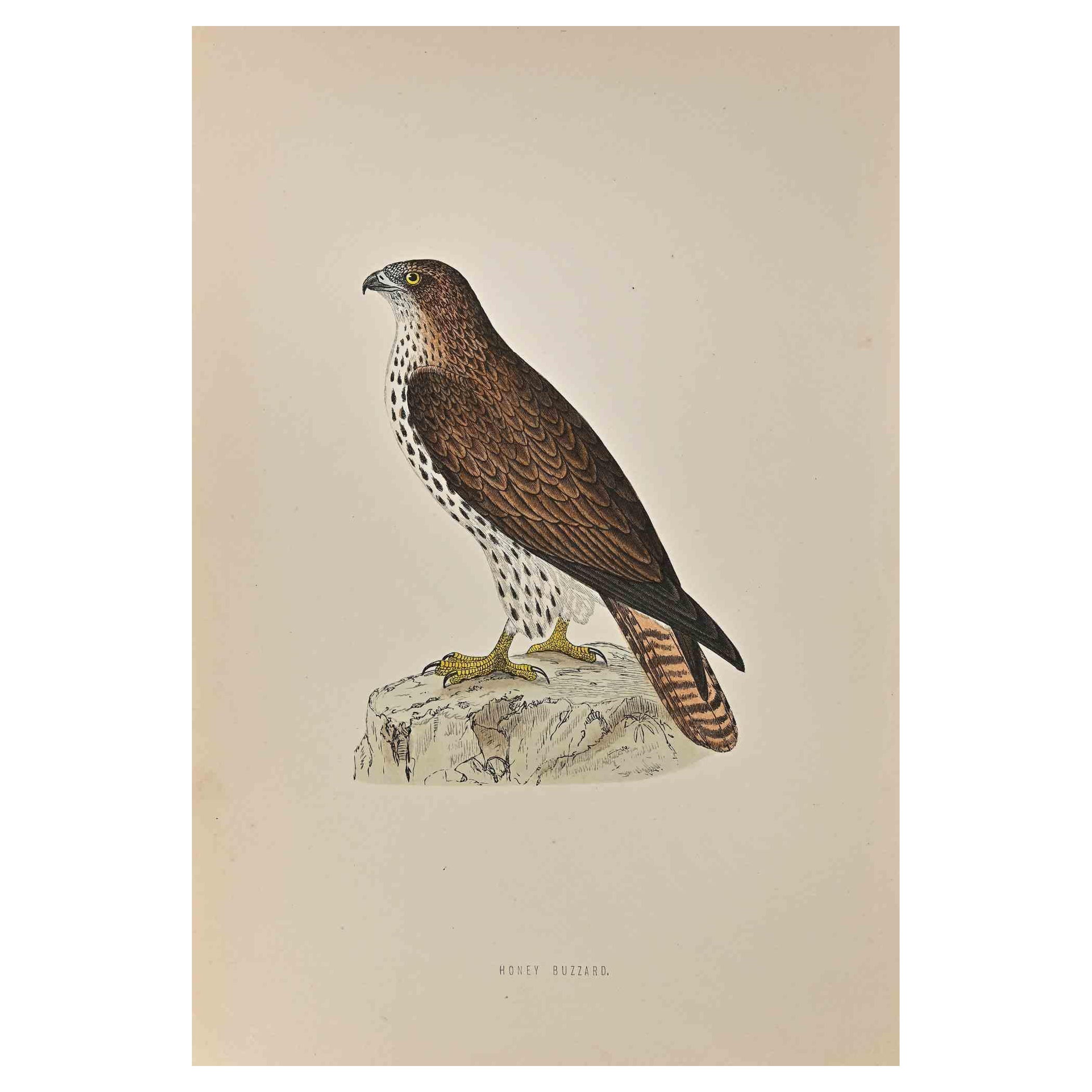 belled buzzard