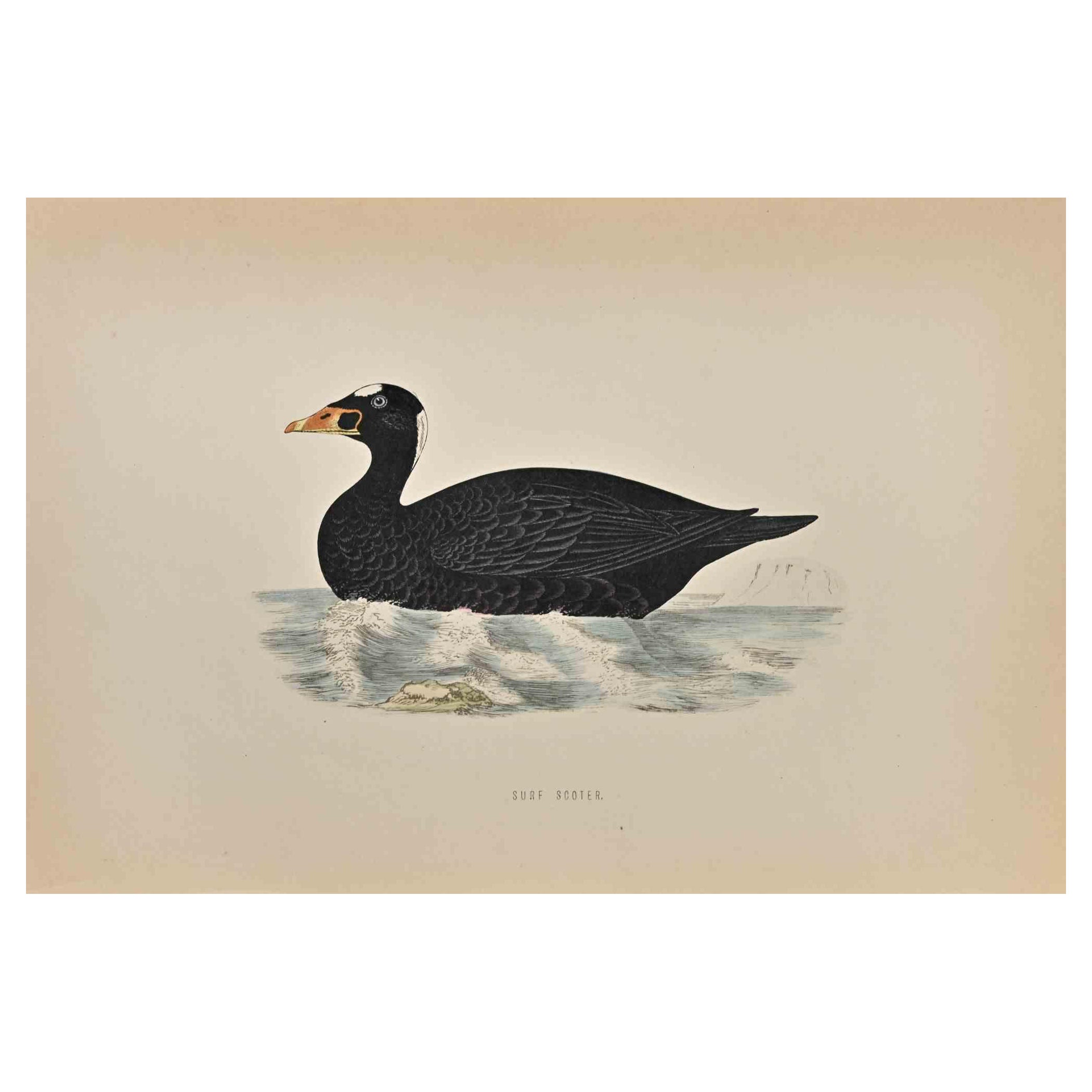Surf Scoter is a modern artwork realized in 1870 by the British artist Alexander Francis Lydon (1836-1917) . 

Woodcut print, hand colored, published by London, Bell & Sons, 1870.  Name of the bird printed in plate. This work is part of a print