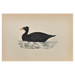 Used Surf Scoter - Woodcut Print by Alexander Francis Lydon  - 1870