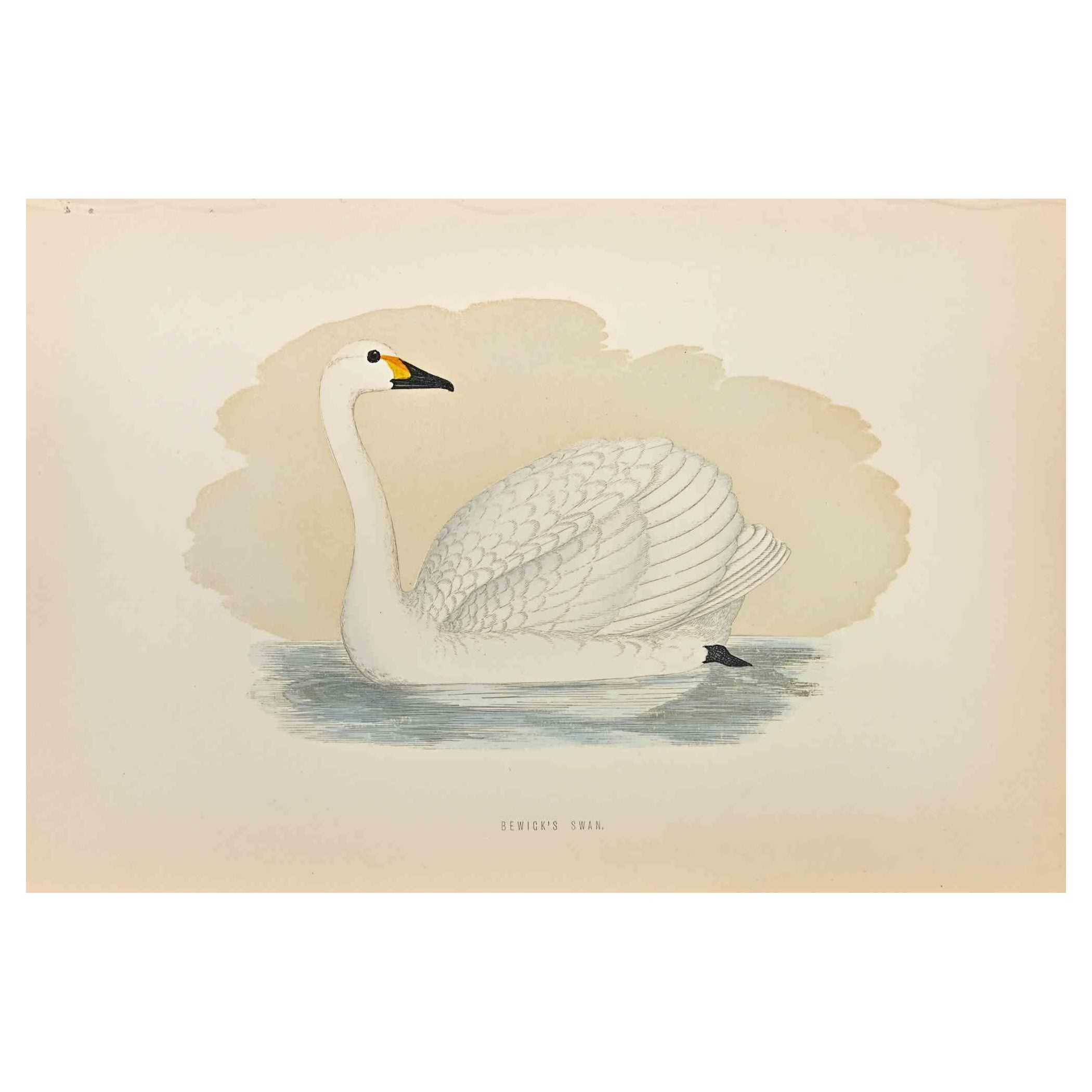  Bewick's Swan is a modern artwork realized in 1870 by the British artist Alexander Francis Lydon (1836-1917) . 

Woodcut print, hand colored, published by London, Bell & Sons, 1870.  Name of the bird printed in plate. This work is part of a print
