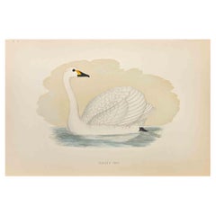 Bewick's Swan - Woodcut Print by Alexander Francis Lydon  - 1870