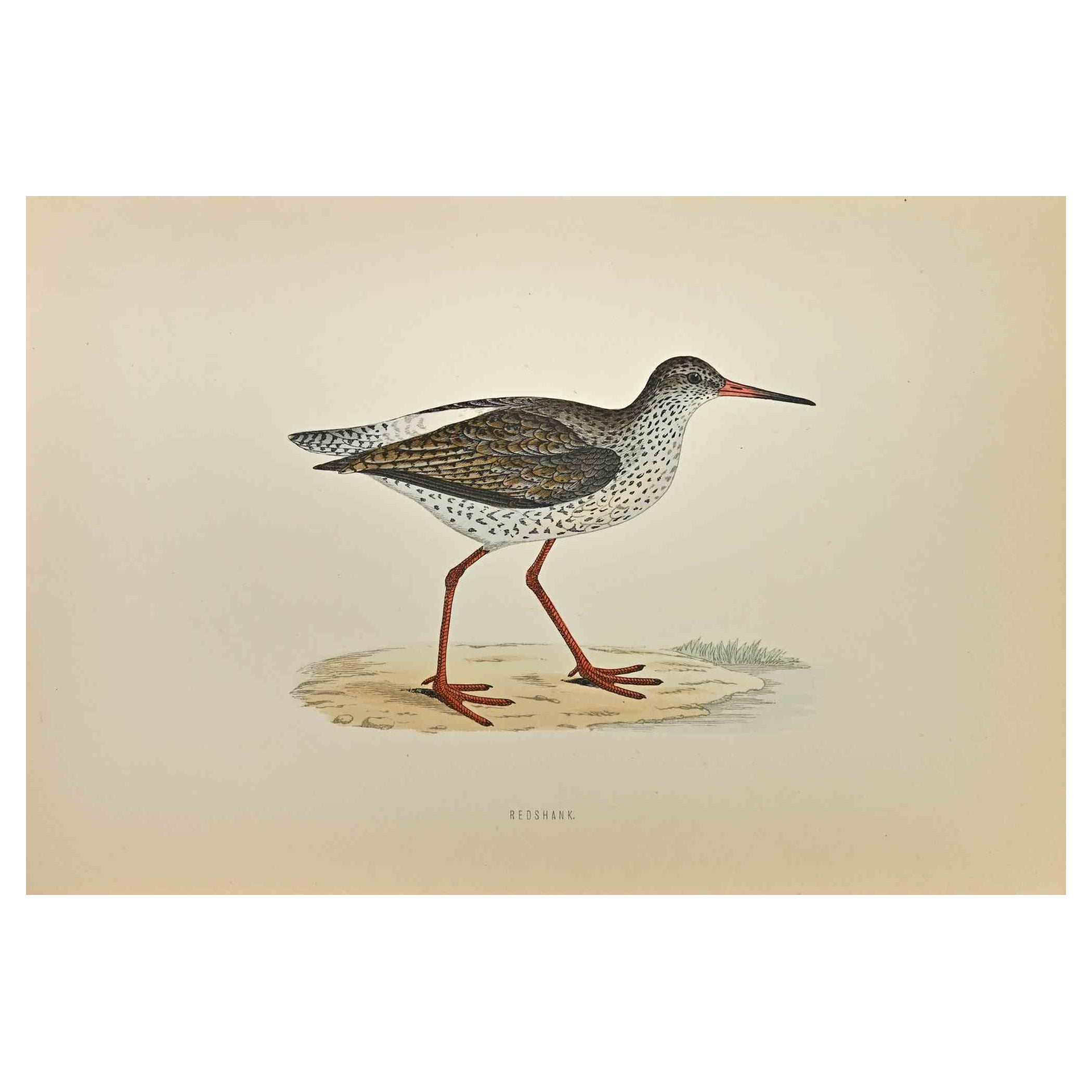 Redshank es una obra de arte moderno realizada en 1870 por el artista británico Alexander Francis Lydon (1836-1917) . 

Grabado xilográfico, coloreado a mano, publicado por Londres, Bell & Sons, 1870.  Nombre del ave impreso en placa. Esta obra