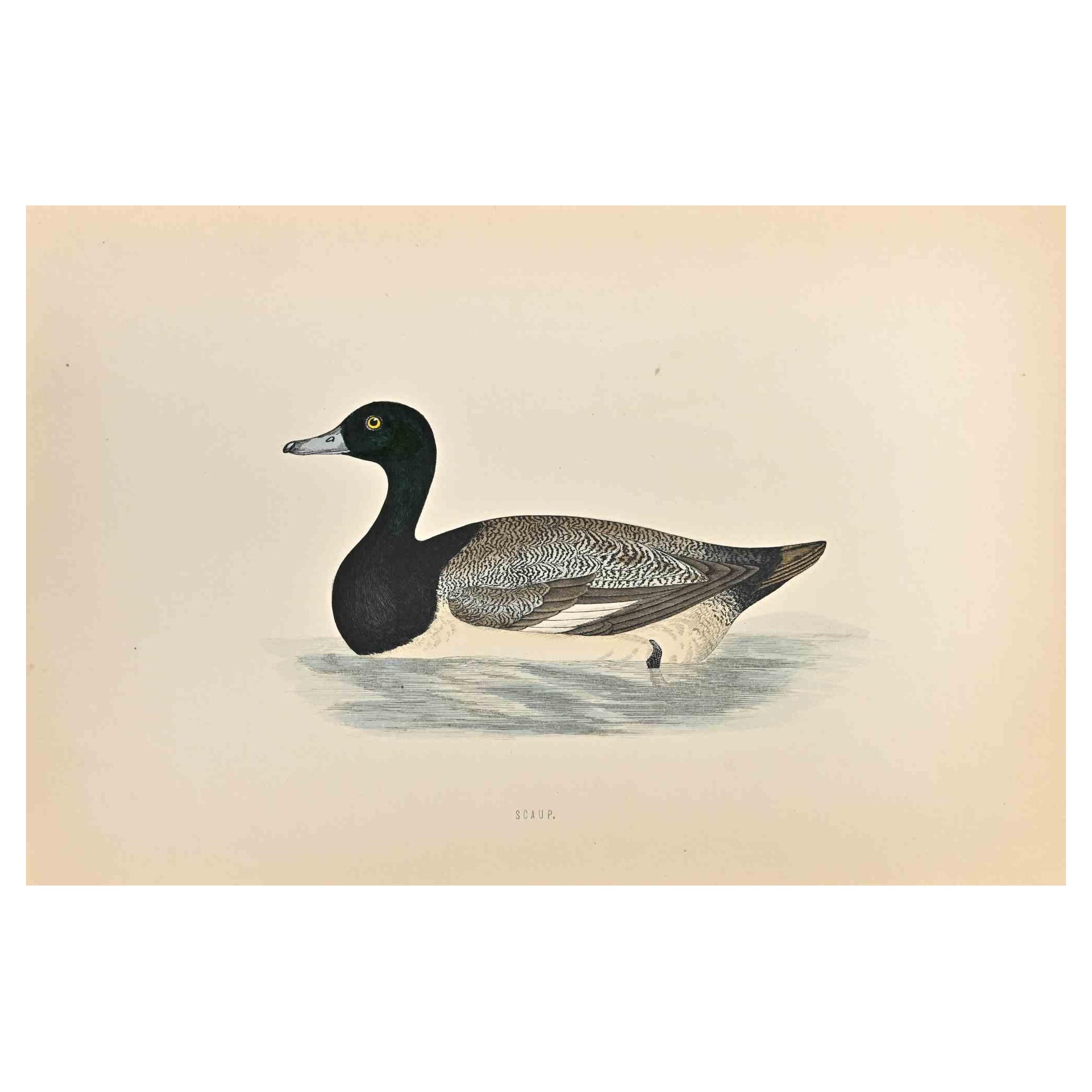Scaup is a modern artwork realized in 1870 by the British artist Alexander Francis Lydon (1836-1917) . 

Woodcut print, hand colored, published by London, Bell & Sons, 1870.  Name of the bird printed in plate. This work is part of a print suite