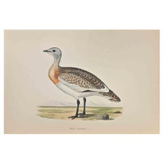 Great Bustard - Woodcut Print by Alexander Francis Lydon  - 1870