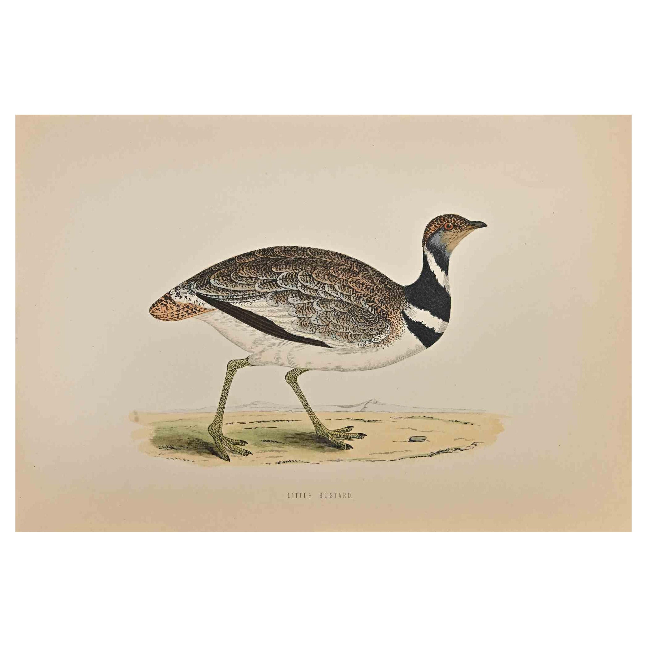 Little Bustard is a modern artwork realized in 1870 by the British artist Alexander Francis Lydon (1836-1917) . 

Woodcut print, hand colored, published by London, Bell & Sons, 1870.  Name of the bird printed in plate. This work is part of a print