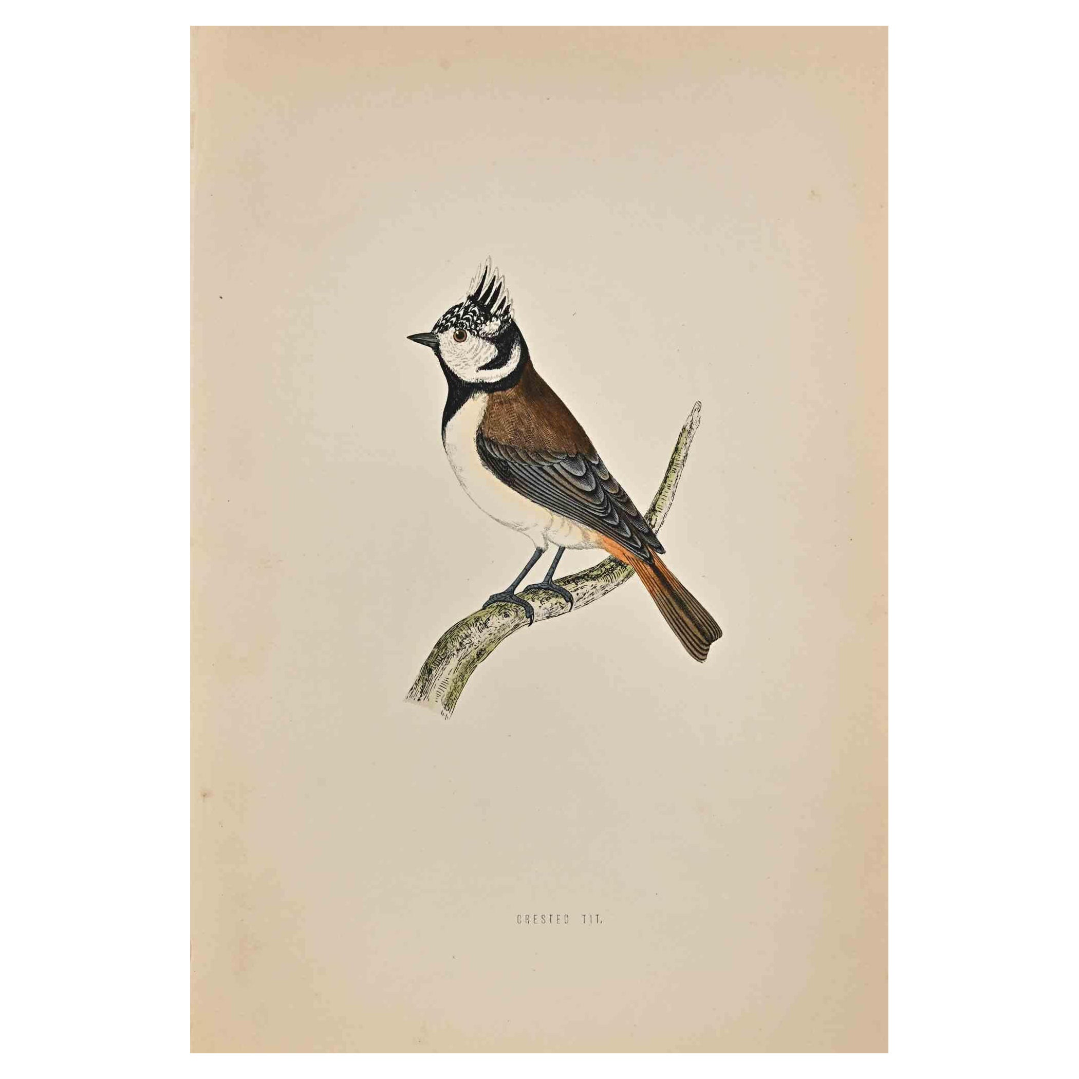 Crested Tit is a modern artwork realized in 1870 by the British artist Alexander Francis Lydon (1836-1917) . 

Woodcut print, hand colored, published by London, Bell & Sons, 1870.  Name of the bird printed in plate. This work is part of a print