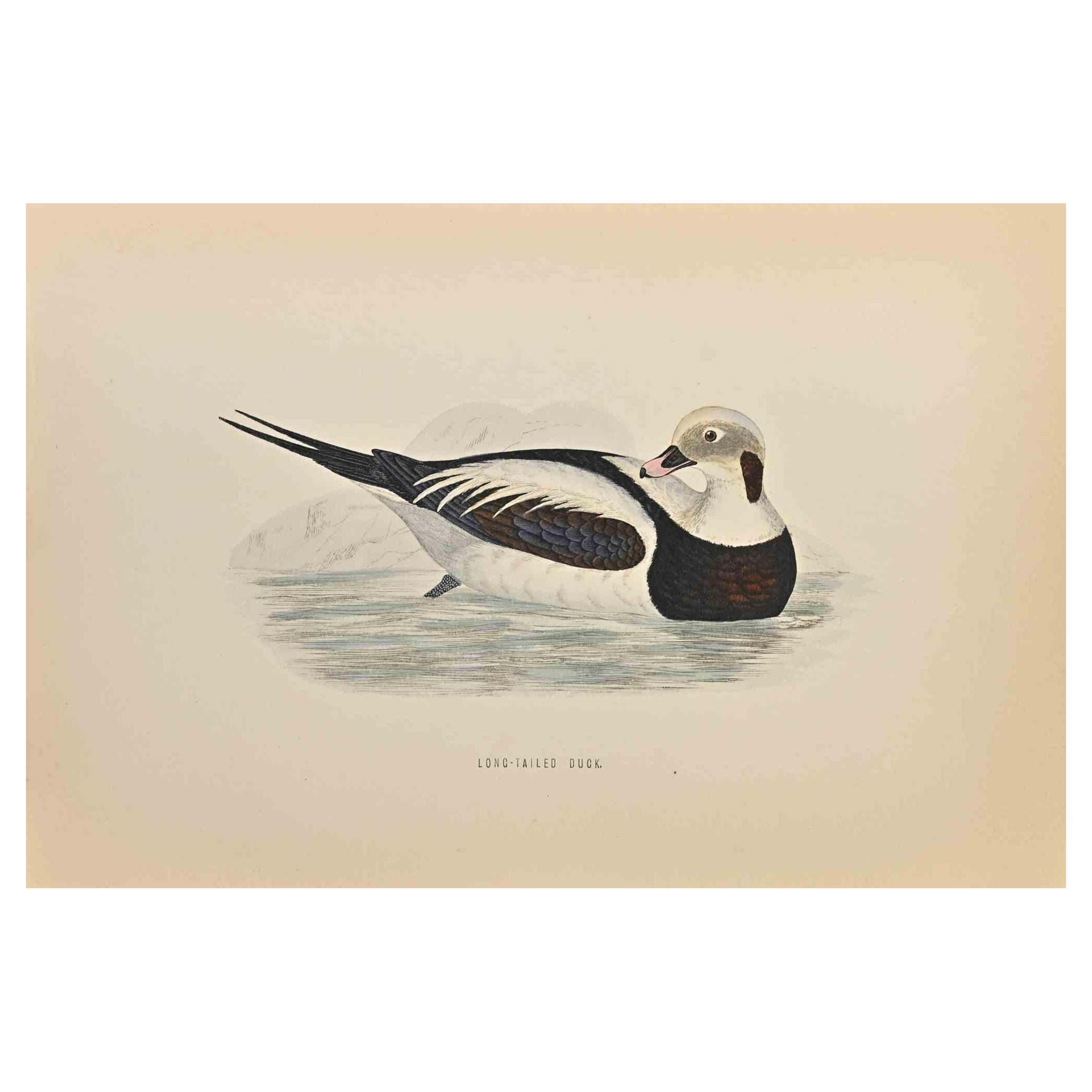 Long-Tailed Duck is a modern artwork realized in 1870 by the British artist Alexander Francis Lydon (1836-1917) . 

Woodcut print, hand colored, published by London, Bell & Sons, 1870.  Name of the bird printed in plate. This work is part of a print