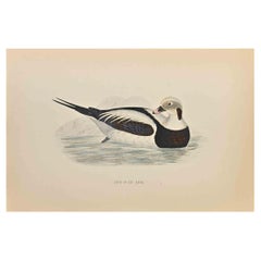Long-Tailed Duck - Woodcut Print by Alexander Francis Lydon  - 1870