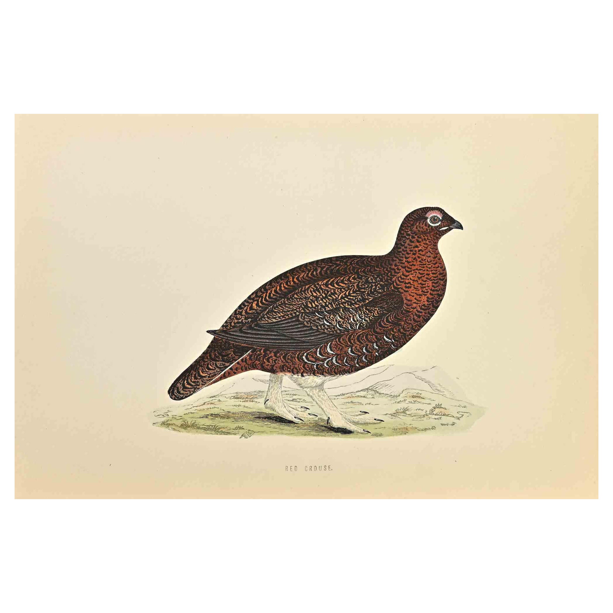 Red Grouse is a modern artwork realized in 1870 by the British artist Alexander Francis Lydon (1836-1917) . 

Woodcut print, hand colored, published by London, Bell & Sons, 1870.  Name of the bird printed in plate. This work is part of a print suite