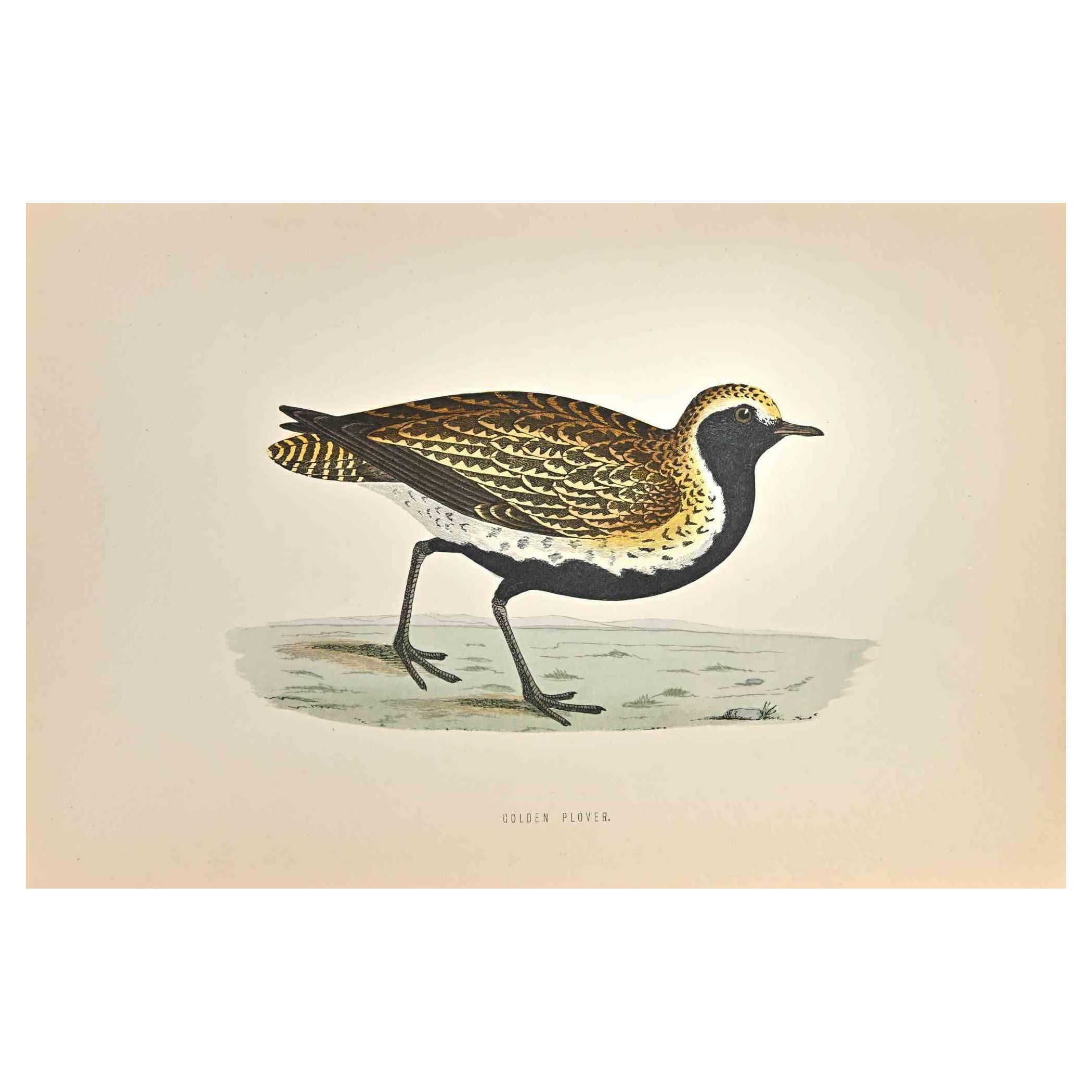 Golden Plover is a modern artwork realized in 1870 by the British artist Alexander Francis Lydon (1836-1917) . 

Woodcut print, hand colored, published by London, Bell & Sons, 1870.  Name of the bird printed in plate. This work is part of a print