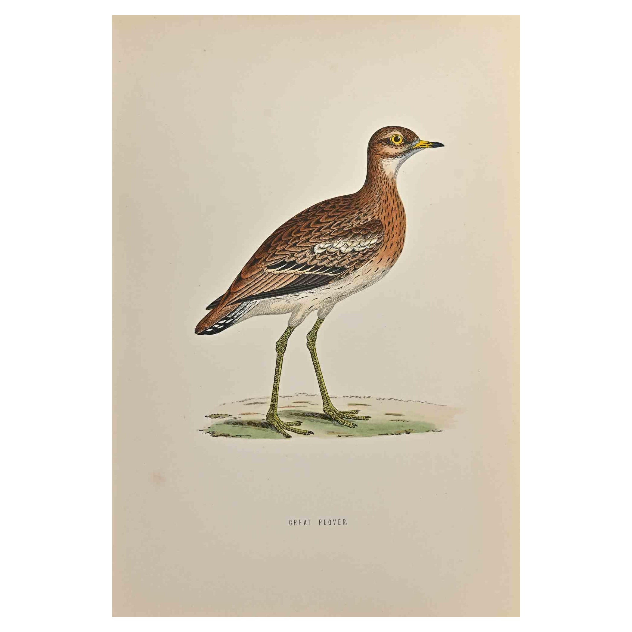 Great Plover  is a modern artwork realized in 1870 by the British artist Alexander Francis Lydon (1836-1917) . 

Woodcut print, hand colored, published by London, Bell & Sons, 1870.  Name of the bird printed in plate. This work is part of a print