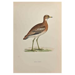 Great Plover - Woodcut Print by Alexander Francis Lydon  - 1870