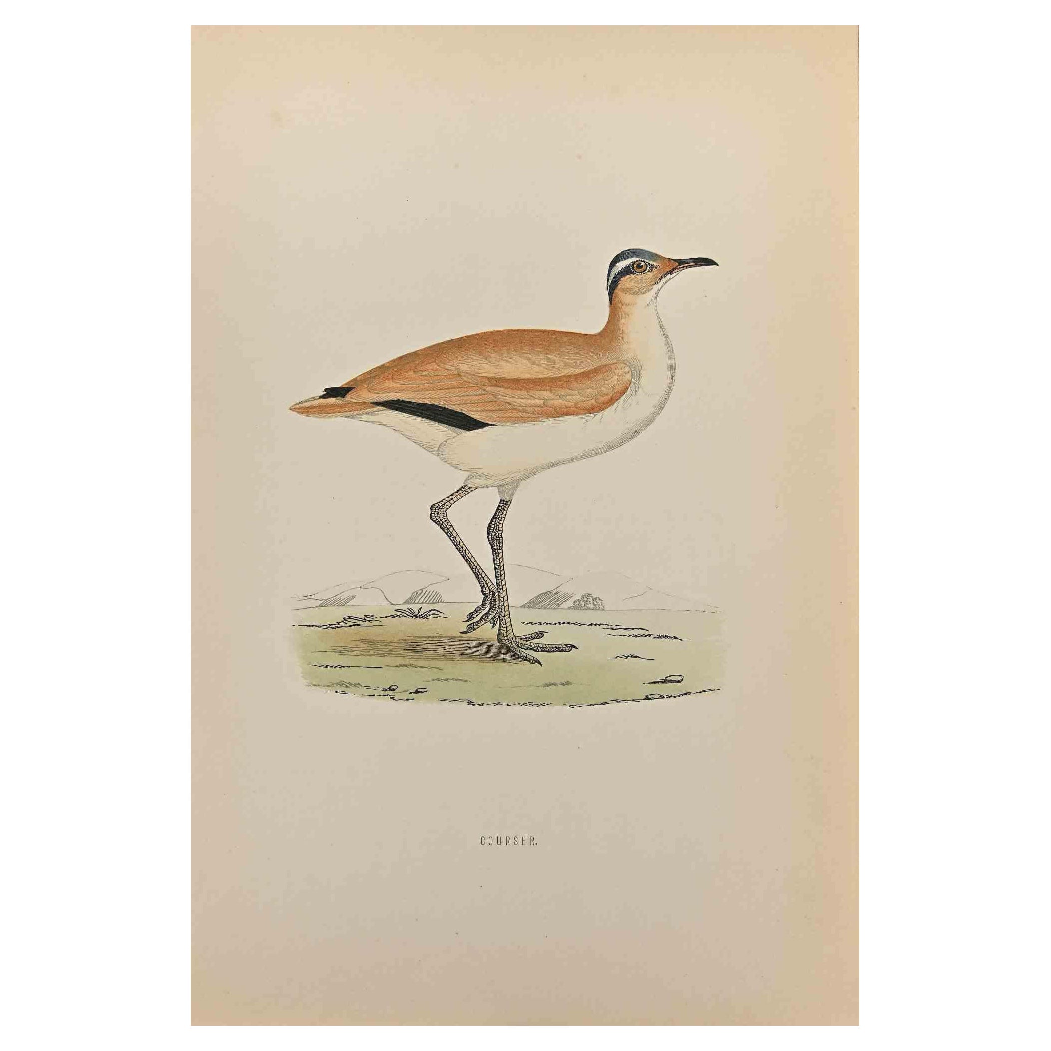 Gourser  is a modern artwork realized in 1870 by the British artist Alexander Francis Lydon (1836-1917) . 

Woodcut print, hand colored, published by London, Bell & Sons, 1870.  Name of the bird printed in plate. This work is part of a print suite