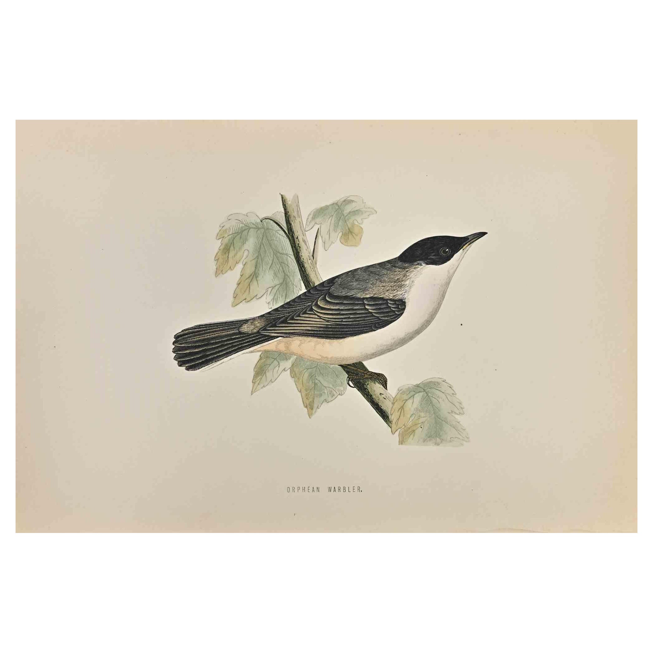  Orphean Warbler is a modern artwork realized in 1870 by the British artist Alexander Francis Lydon (1836-1917) . 

Woodcut print, hand colored, published by London, Bell & Sons, 1870.  Name of the bird printed in plate. This work is part of a print