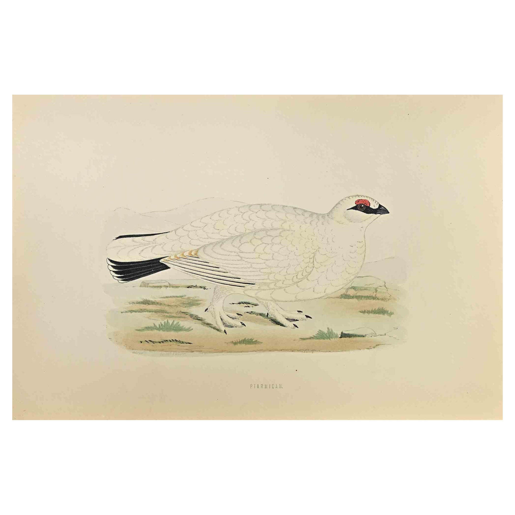 Ptarmigan – Holzschnittdruck von Alexander Francis Lydon  - 1870