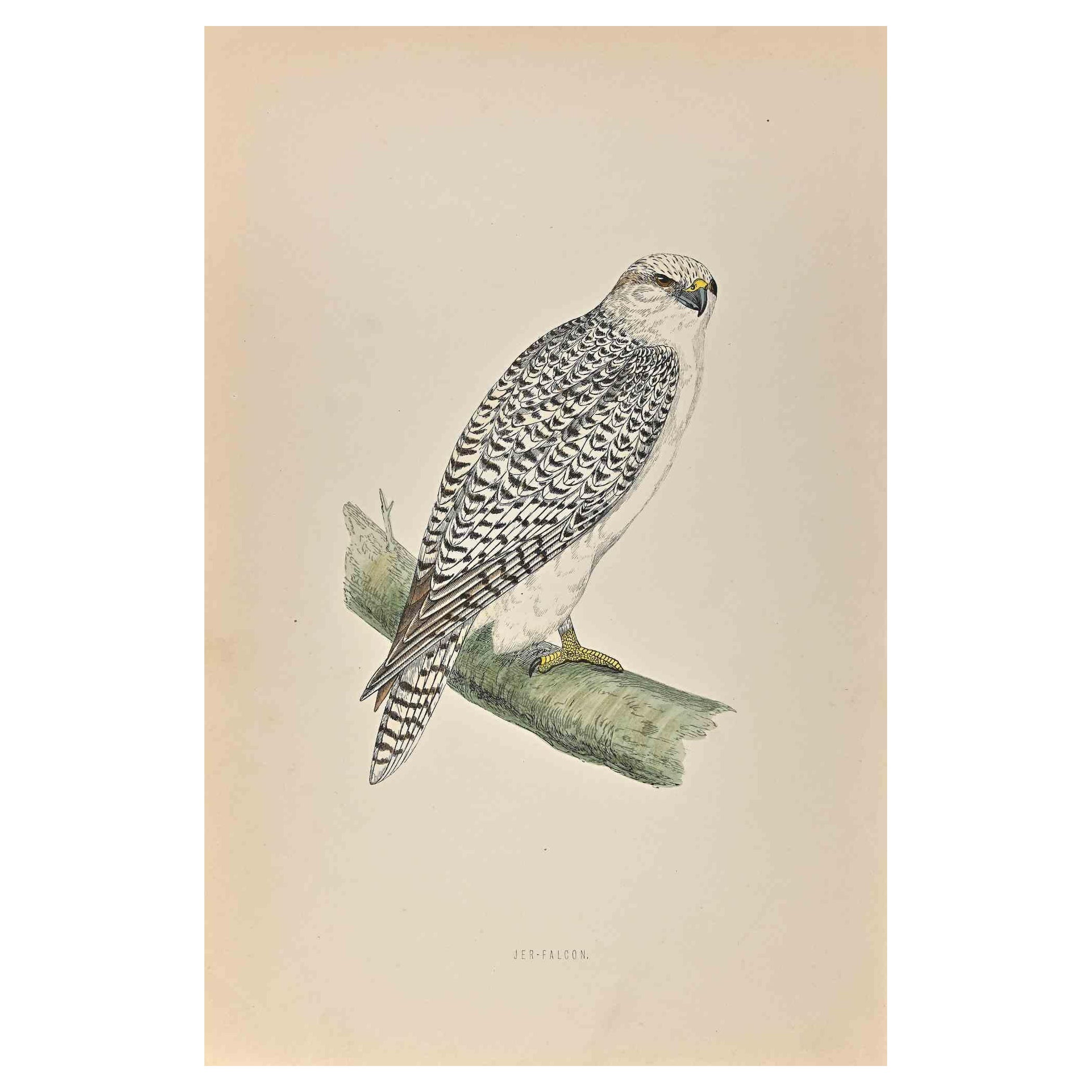  Jer-Falcon - Woodcut Print by Alexander Francis Lydon  - 1870