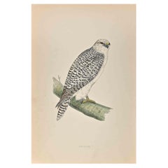 Antique  Jer-Falcon - Woodcut Print by Alexander Francis Lydon  - 1870