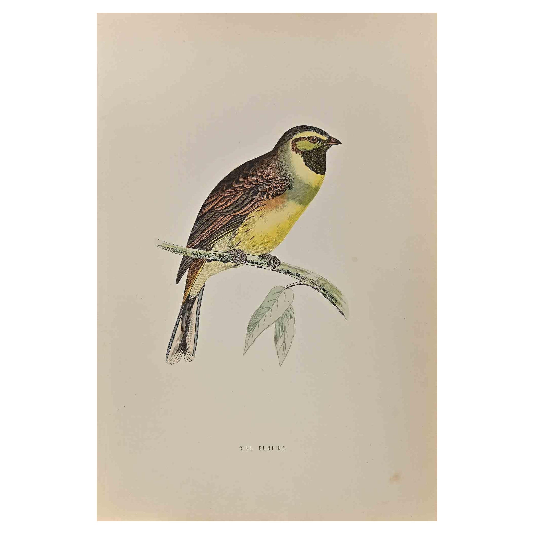 Cirl Bunting is a modern artwork realized in 1870 by the British artist Alexander Francis Lydon (1836-1917) . 

Woodcut print, hand colored, published by London, Bell & Sons, 1870.  Name of the bird printed in plate. This work is part of a print
