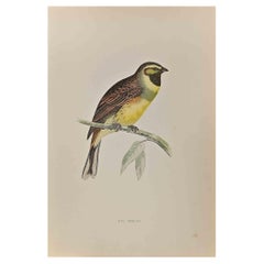 Antique Cirl Bunting - Woodcut Print by Alexander Francis Lydon  - 1870