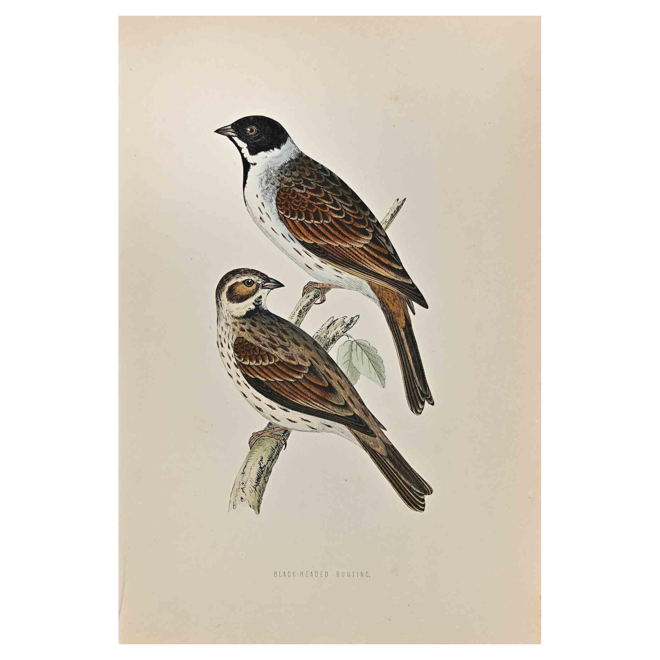 Black-Headed Bunting is a modern artwork realized in 1870 by the British artist Alexander Francis Lydon (1836-1917) . 

Woodcut print, hand colored, published by London, Bell & Sons, 1870.  Name of the bird printed in plate. This work is part of a