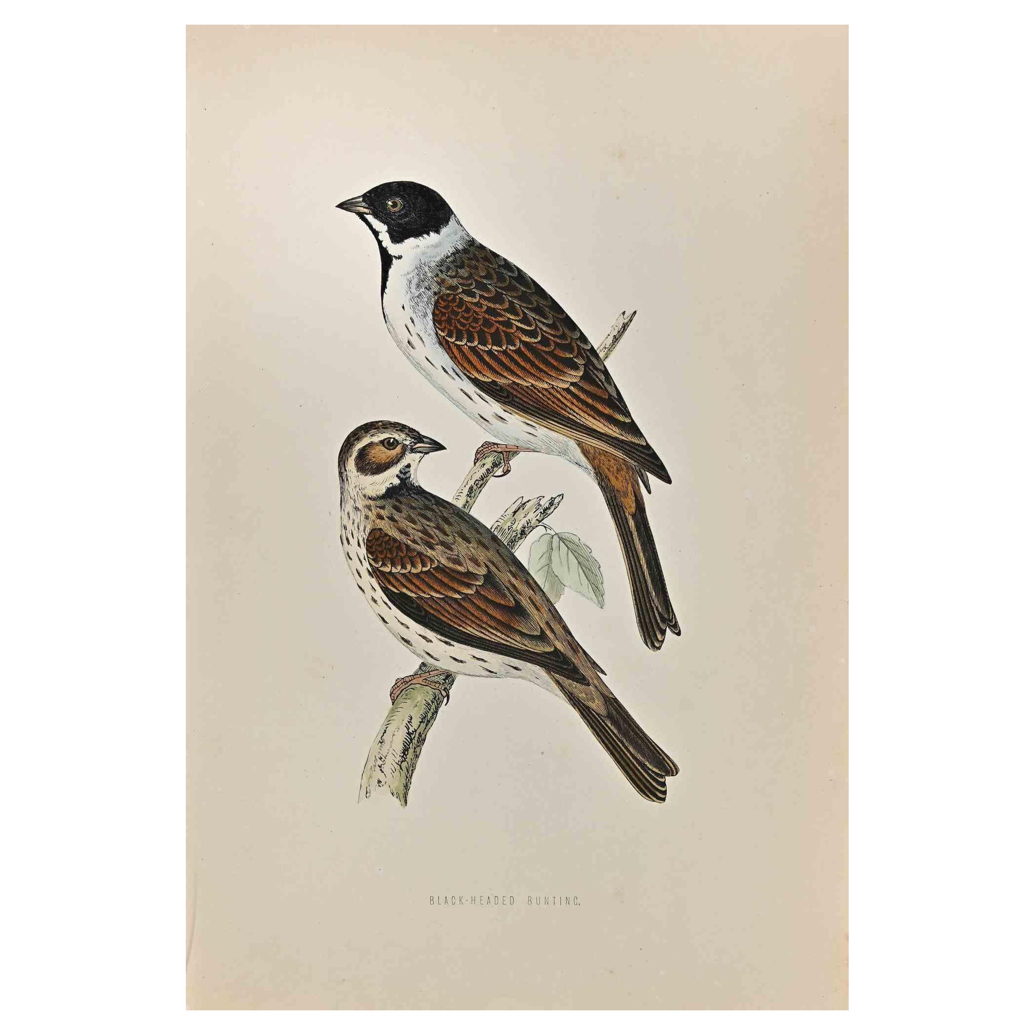 Black-Headed Bunting - Woodcut Print by Alexander Francis Lydon  - 1870